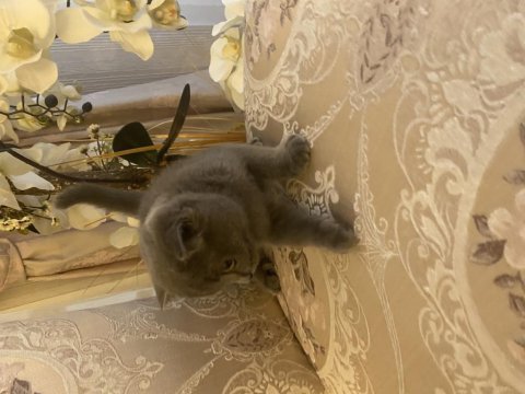 Scottish fold kedimiz dumanımız yeni yuva arıyor