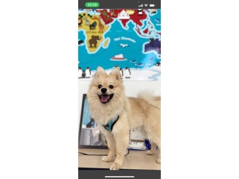 Şirin, sevimli pomeranian