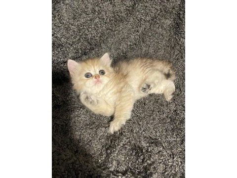 Anne baba şecereli golden safkan british longhair dişi
