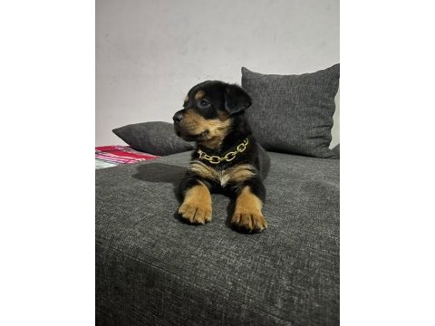 2 aylık bebek rottweiler