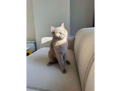 Lilac british shorthair kedimize aile arıyoruz