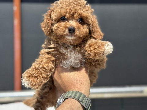 Petmode köpek çiftliğinde ziyarete açık kore maltipoo