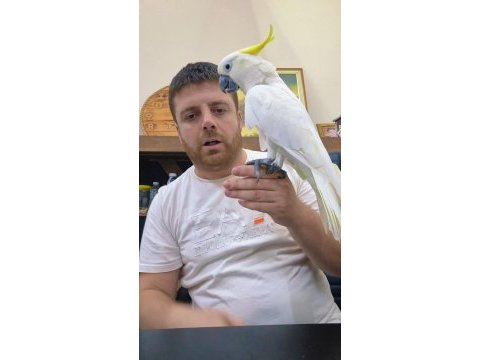 Evcil kakadu papağanı