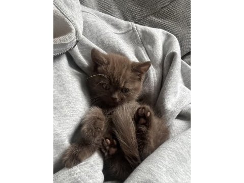 Show dark brown british shorthair yavrular