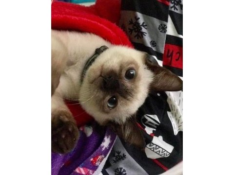 Show siamese yavrularımız teslime hazır