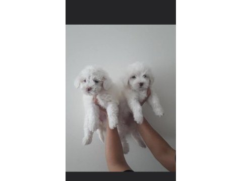 Irk garantili safkan maltese bebeklerimiz