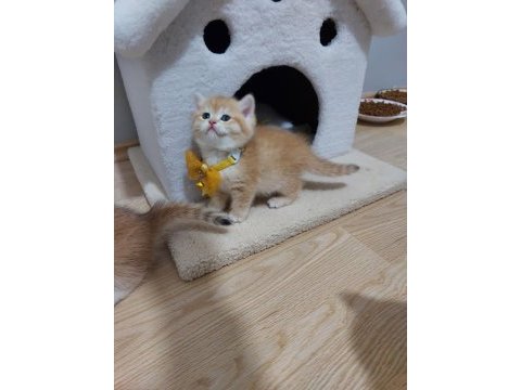 Ny12 golden british shorthair yavrularım