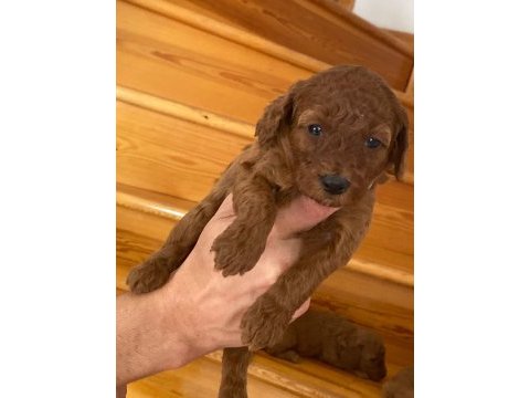 Üst kalite ev ortamında büyüyüyen poodle güzellikleri