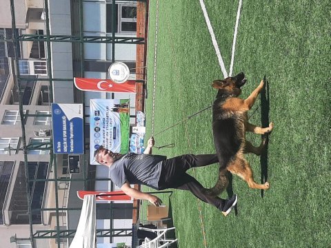 Üst düzey şecereli 2 yaşında dişi alman çoban köpeği