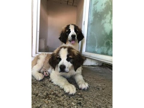 Saint bernard bebek köpekler