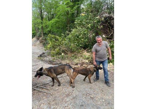 Rezerve açık malinois yavrular