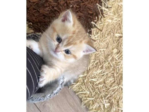 Çok tatlı 2 adet scottish fold 1 adet british kediler