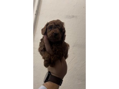 Anne altından teacup kore kan koyu renk genetik poodle