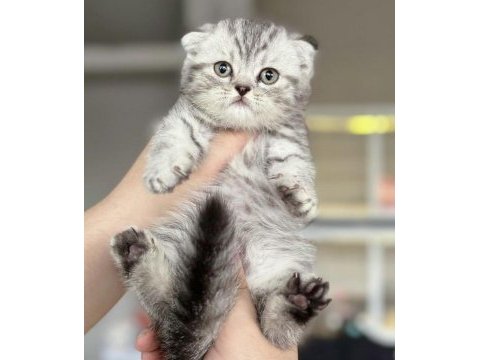 Dünya tatlısı scottish fold yavrularımız 