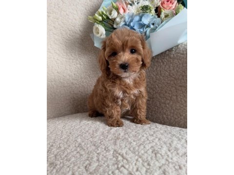 Mini boy maltipoo yavrularımız ped eğitimli