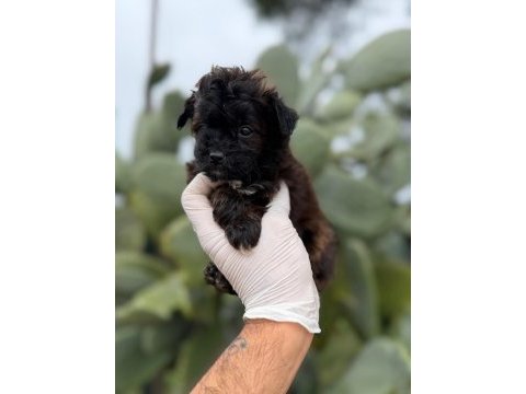 Sevgililer gününe özel maltipoo