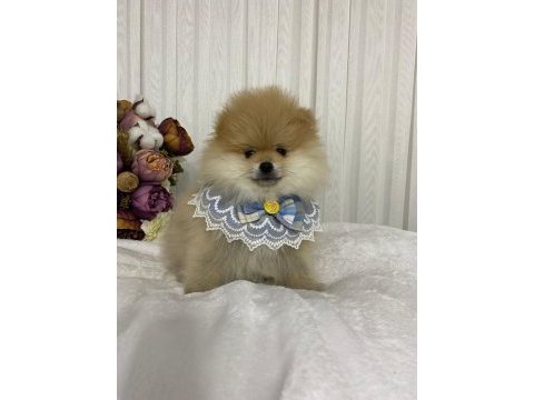 Pomeranian boo yavrular sağlık ırk garantili