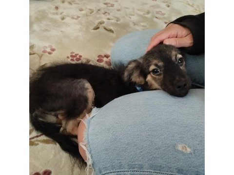 Çok sevecen ve sağlıklı pinscher