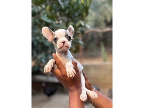 A kalite fransız bulldog yavrularımız