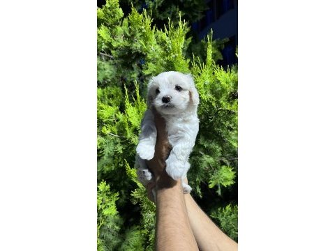 Safkan maltese terrier yavrularımız hazır