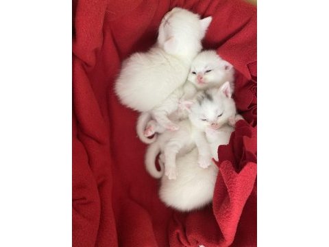 Chinchilla 1,5 aylık yavrular