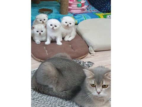 Scottish fold ve british yavrularımız 40 günlük