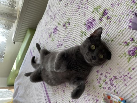 2 yaşında russian blue