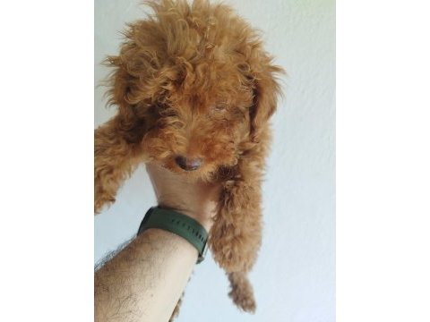 Safkan red brown toy ve kore poodle yavrular - üst kalite