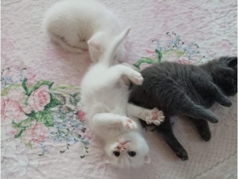 Safkan oyuncu beyaz yavru kedim