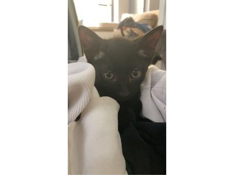 2.5 aylık mavi russian blue kırma sahiplendirme