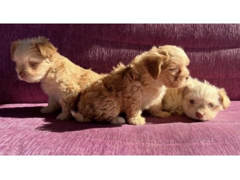 Terrier yavrularımız sahiplendirilecekler