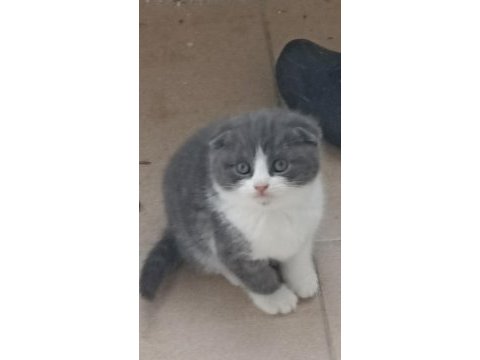 2 aylık teslime hazır scottish fold yavrular