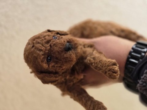Toy poodle yavrularımız