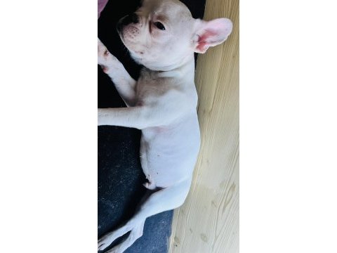 Bembeyaz tatlı french bulldog
