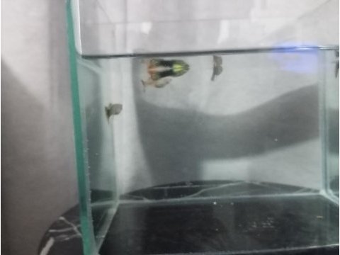 Damızlık lepistes
