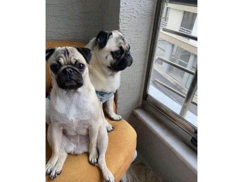 Eğitimli ve uysal pug köpeği