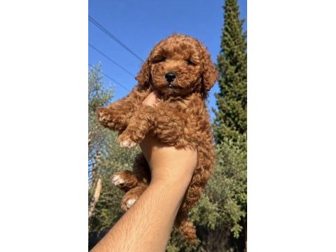 Red toy poodle