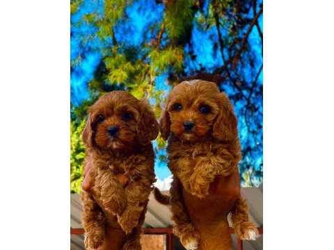 Maltipoo yavruları