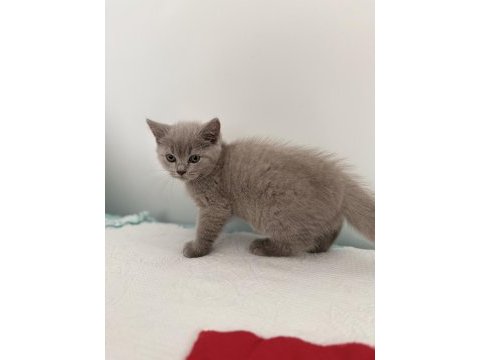 British shorthair erkek 2 aylık