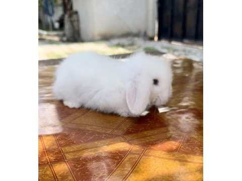 Hollanda teddy lop beyaz mavi göz tavşan