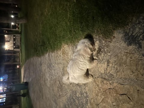 Antalya maltese terrier