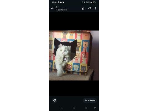 Kedimiz yeni yuvasını arıyor