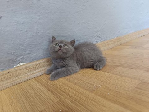 British shorthair erkek yavrumuz
