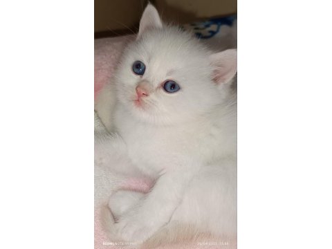 British shorthair kalıcı maviş göz erkek yavru