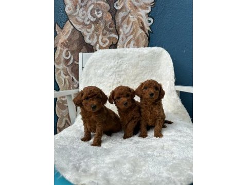 Wc eğitimli tüy dökmeyen toy poodle yavrular