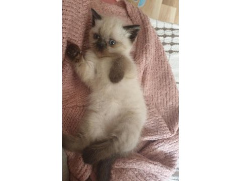 Güzeller güzeli british shorthair blue point yavrularım