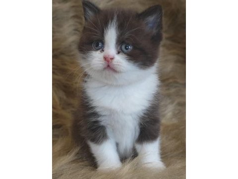 Show kalite british bicolor yavrular