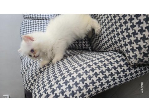 British longhair golden point erkek