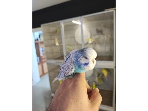 Show jumbo 50 günlük muhabbet kuşu