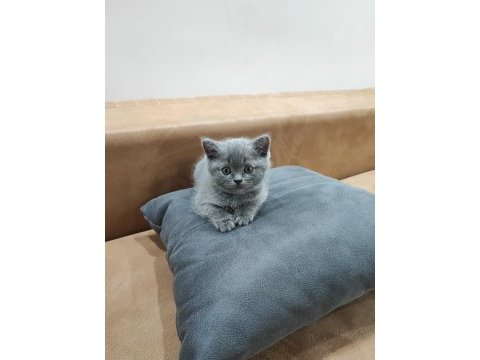 British shorthair